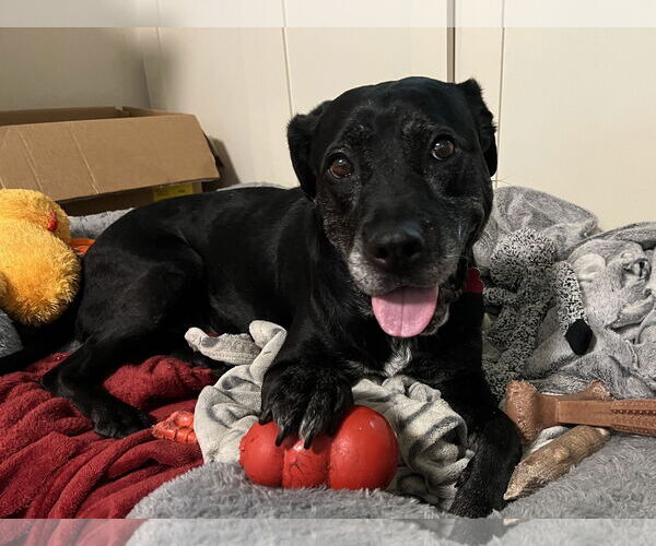 Medium Photo #31 Boxer-Unknown Mix Puppy For Sale in Mount Laurel, NJ, USA