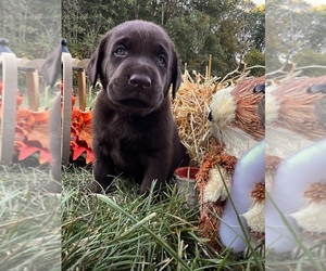 Labrador Retriever Puppy for sale in NEOLA, WV, USA