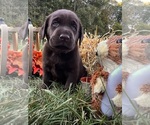 Image preview for Ad Listing. Nickname: AKC Chocolates