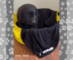 Small Photo #6 Labrador Retriever Puppy For Sale in BROWERVILLE, MN, USA