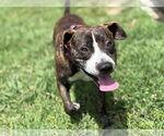 Small #2 American Pit Bull Terrier