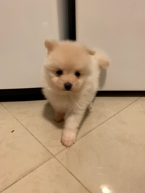 View Ad Pomeranian Puppy for Sale near California, CHINO