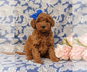 Goldendoodle-Poodle (Miniature) Mix Puppy for sale in COCHRANVILLE, PA, USA