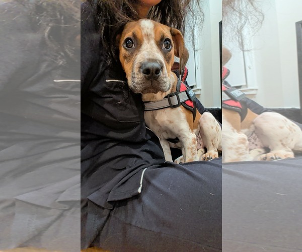 Medium Photo #2 Mutt Puppy For Sale in Woodbury, NY, USA