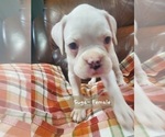 Small Photo #2 Boxer Puppy For Sale in SAPULPA, OK, USA