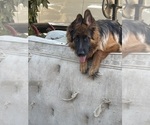 Small #6 German Shepherd Dog