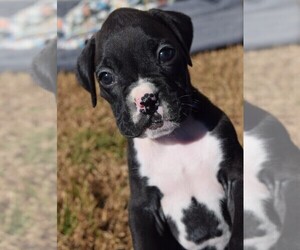 Boxer Puppy for sale in HUMBOLDT, NE, USA