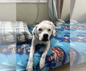 Lillian (GA) - Female Labrador Retriever-Unknown Mix Dog for Adoption - Photo #3