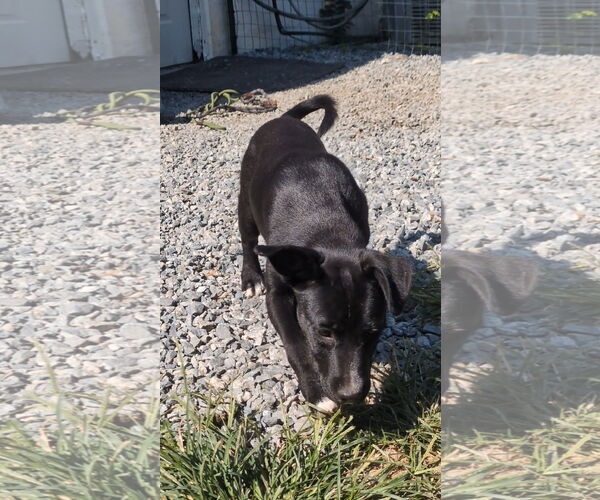 Medium Photo #6 Mutt Puppy For Sale in Thomasville, NC, USA