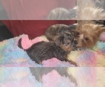 Small Photo #383 Yorkshire Terrier Puppy For Sale in AKRON, OH, USA