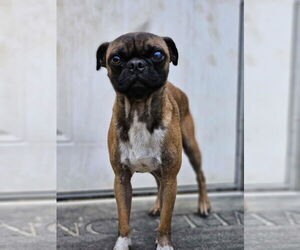 Pug-Unknown Mix Dogs for adoption in Royal Palm Beach, FL, USA