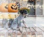 Small #1 Australian Cattle Dog