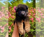 Small Photo #7 German Shepherd Dog Puppy For Sale in GADSDEN, AL, USA