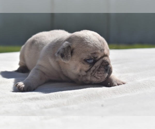 Medium Photo #8 Pug Puppy For Sale in PALM COAST, FL, USA
