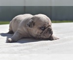 Maple - Female Pug Puppy for Sale - Photo #8
