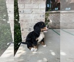 Small Photo #28 Bernedoodle Puppy For Sale in MARTINSVILLE, IN, USA