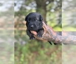 Puppy Rex Dutch Shepherd Dog