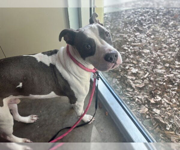 Medium Photo #1 Staffordshire Bull Terrier-Unknown Mix Puppy For Sale in Tavares, FL, USA