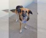 Freddy Krueger - Male German Shepherd Dog-Unknown Mix Dog for Adoption - Small photo