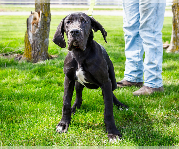 Medium Photo #4 Great Dane Puppy For Sale in WAKARUSA, IN, USA