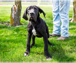 Small #3 Great Dane