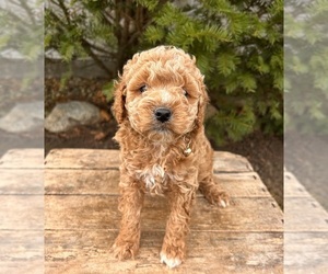 Cockapoo (Miniature) Puppy for sale in MIDDLEBURY, IN, USA