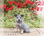 Small #2 Australian Cattle Dog