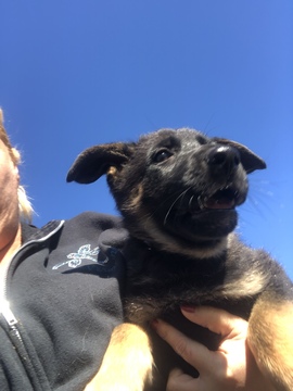 Medium Photo #25 German Shepherd Dog Puppy For Sale in LOX, FL, USA