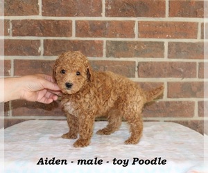 Poodle (Toy) Puppy for sale in CLARKRANGE, TN, USA