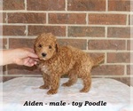 Image preview for Ad Listing. Nickname: Aiden
