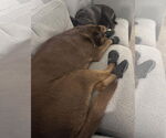 Small #3 American Pit Bull Terrier-Labrador Retriever Mix