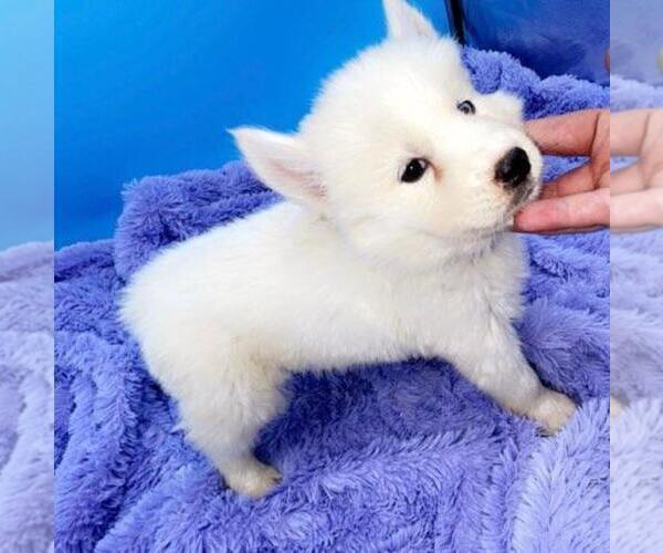 Medium Photo #2 Siberian Husky Puppy For Sale in SANDY HOOK, KY, USA