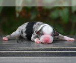 Small Photo #9 Miniature American Shepherd Puppy For Sale in BENTON CITY, WA, USA