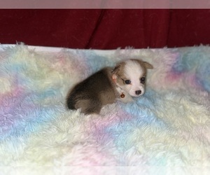 Pembroke Welsh Corgi Puppy for sale in DOBSON, NC, USA