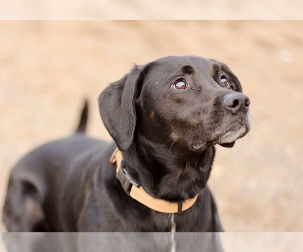 Medium Photo #13 Labrador Retriever-Unknown Mix Puppy For Sale in Webster, WI, USA