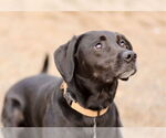 Small #12 Labrador Retriever Mix