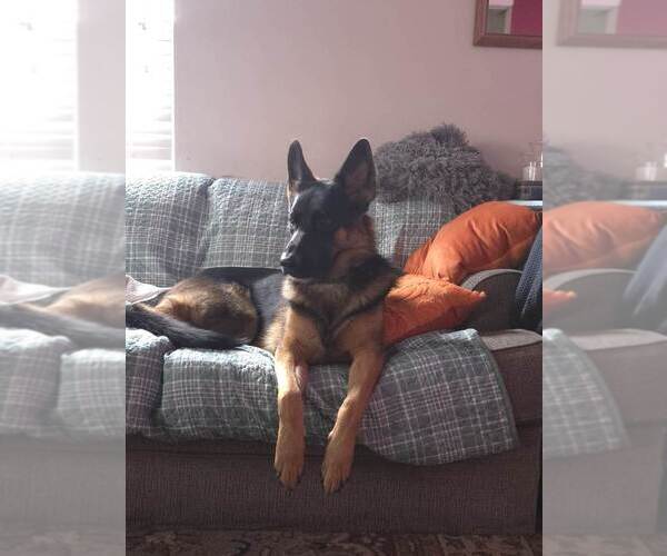 Medium Photo #16 German Shepherd Dog Puppy For Sale in LA FAYETTE, NY, USA