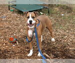 Small #1 American Pit Bull Terrier Mix