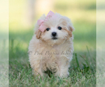 Small #1 Maltipoo (Miniature)
