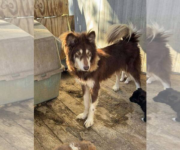 Medium Photo #2 Collie-Unknown Mix Puppy For Sale in Holly Springs, NC, USA