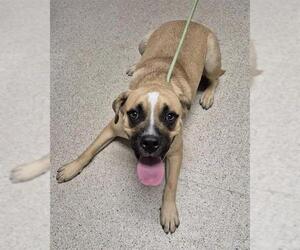 Mastiff Dogs for adoption in Bakersfield, CA, USA