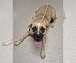 Small Mastiff