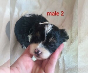 Mal-Shi Puppy for sale in WOBURN, MA, USA