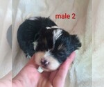 Image preview for Ad Listing. Nickname: Malshi