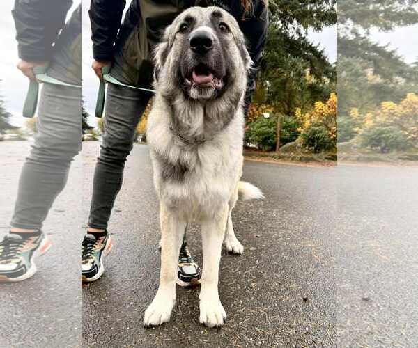 Medium Photo #1 Great Pyrenees Puppy For Sale in Bend, OR, USA