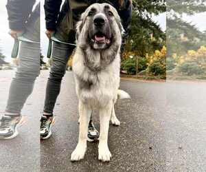 Great Pyrenees Dogs for adoption in Bend, OR, USA