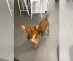Small #2 Carolina Dog