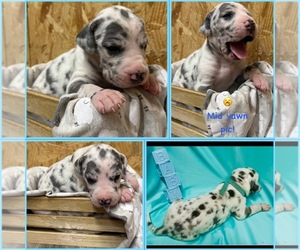 Great Dane Puppy for sale in MARSHVILLE, NC, USA