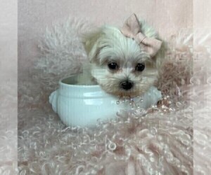 Maltese Puppy for sale in BEVERLY HILLS, CA, USA