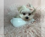 Small Maltese
